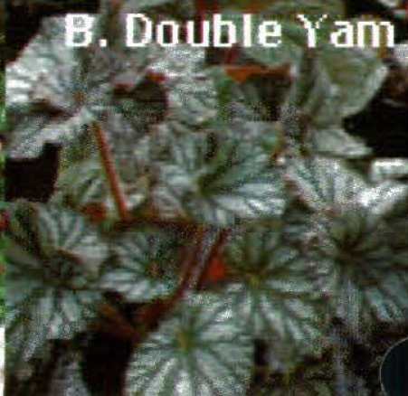 B. ‘Double Yam’